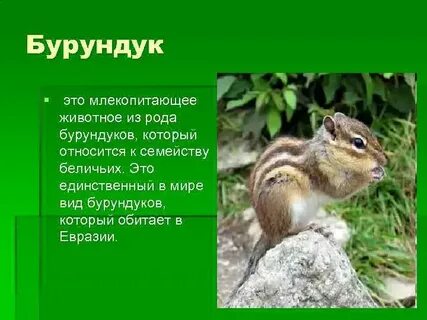 Белка какой род