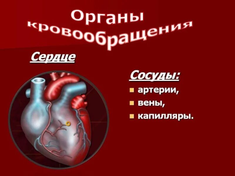 Органы кровообращения 3 класс. Органы кровообращения. система органов кровообращения. органы кровообращения сосуды. сосуды сердца.