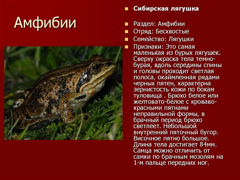 Лань занесена в красную книгу или нет. Лань занесена в красную книгу или нет