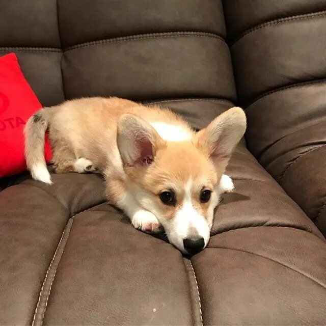 сколько течка у корги