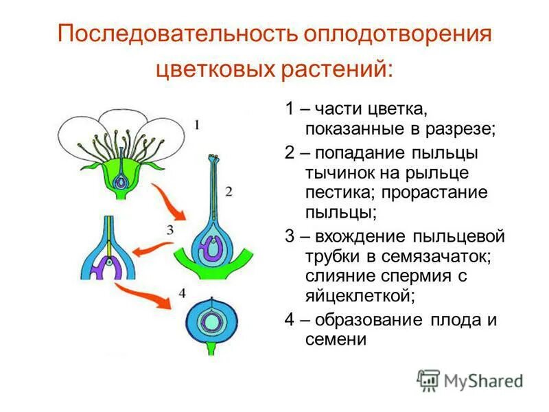 Половые клетки покрытосеменных