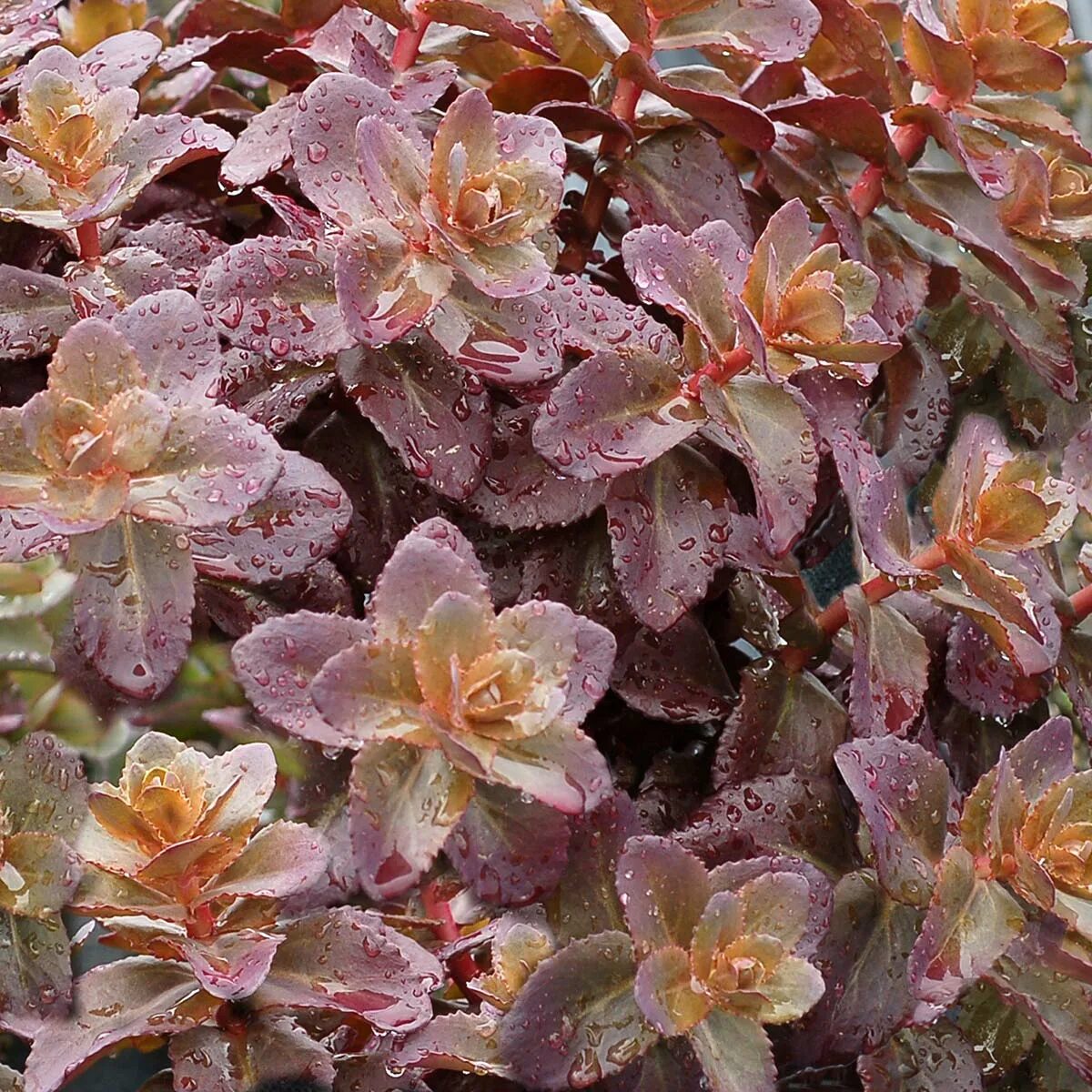 Flower Breeders To Debut Hot New Perennials For 2017 At California Spring Trials