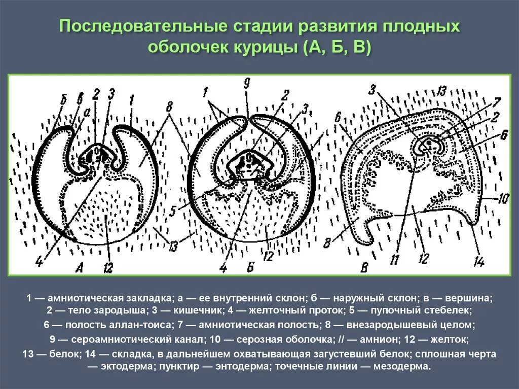 Появление амниона и других зародышевых оболочек. Строение эмбриона млекопитающих. Схема плодных оболочек КРС. Зародышевые оболочки эмбриона. Стадии развития плодных оболочек зародыша.