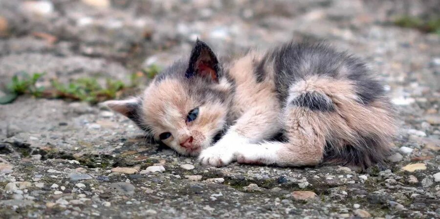 Брошенный котенок на улице. Брошенный котенок на улице. Котят подбросили. Бездомные кошки. Уличные кошки.