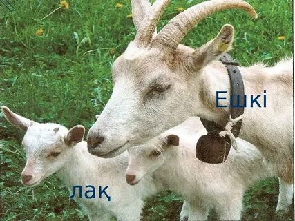 Үй күтушісін есекке блять