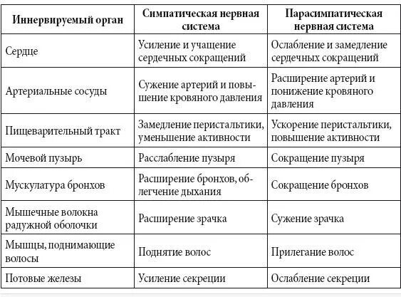 Парасимпатический симпатический функции