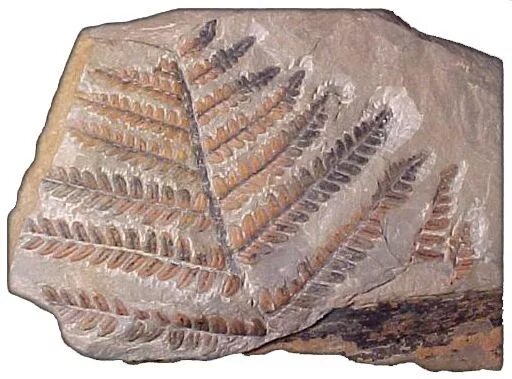 Отпечатки ископаемого папоротника. Эндоцерас окаменелости. Окаменелость древних папоротник. Fossil окаменелости. Окаменелости каменноугольного периода.
