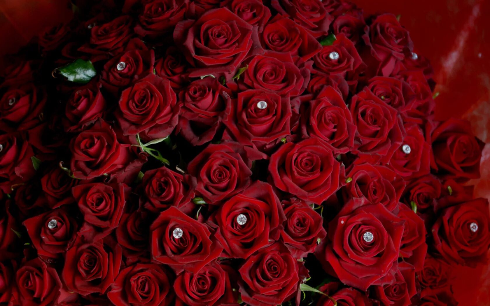 Цветы розы красные. Букет "бархатные розы". Букет «бордовая роза». Темно красные розы. Огромный букет бордовых роз.