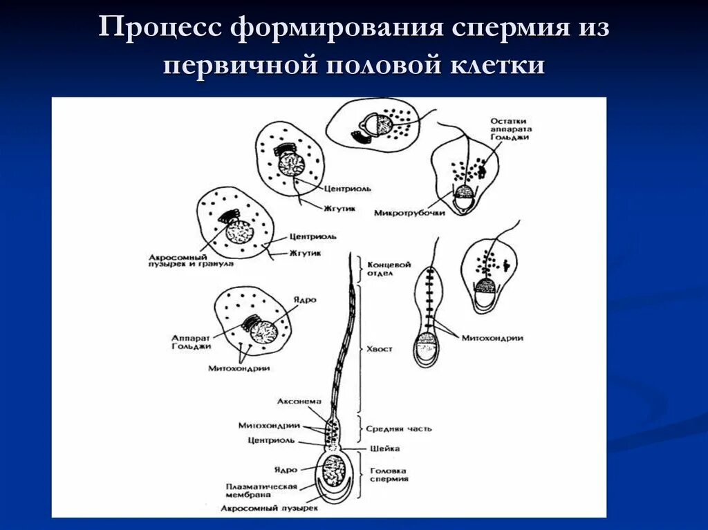 Образование половых клеток гаметогенез схема. Этапы образования женских половых клеток. Процесс формирования половых. Гаметогенез таблица. Овогенез стадии гистология.