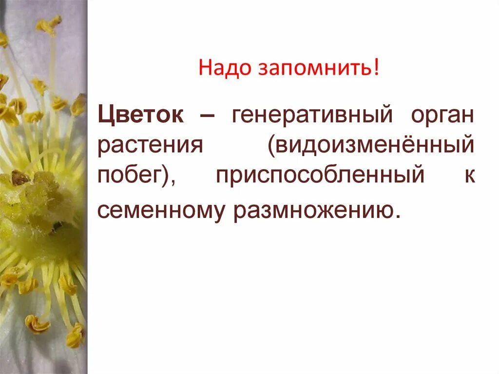 Генеративная часть цветка. Генеративные органы растений презентация. Генеративные органы растений цветок. Генеративные органы цветка. Функции генеративного органа цветка.