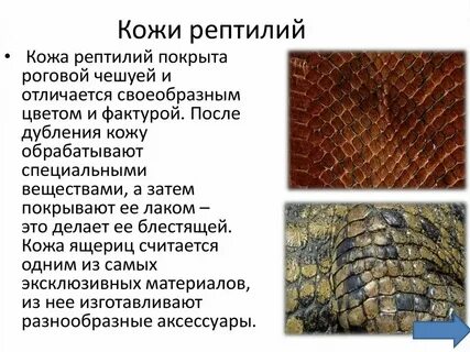 Имеет роговую чешую