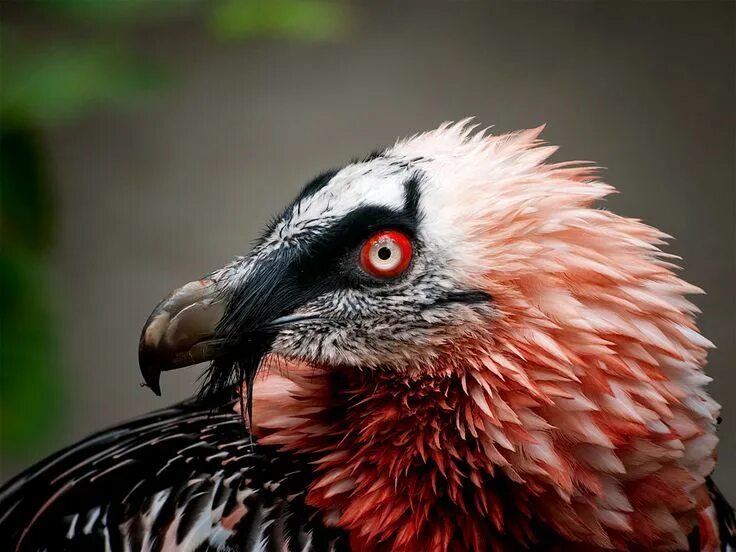 Wildlife on the Tour du Mont Blanc: top five species - Alpenwild Bearded vulture
