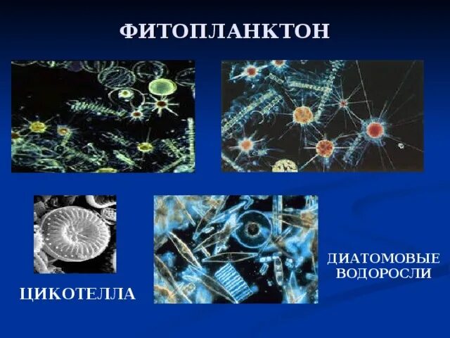 Что ученые называют фитопланктоном дайте определение. Фитопланктон диатомовые водоросли. Диатомовые водоросли Байкала. Диатомовые водоросли представители. Диатомовые водоросли примеры.