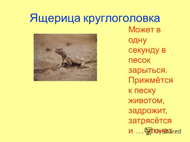 Ящерица основа слова. Ящерица круглоголовка доклад. описание ящерицы круглоголовки. рассказ о ушастой круглоголовки. сообщение о ящерице круглоголовке.