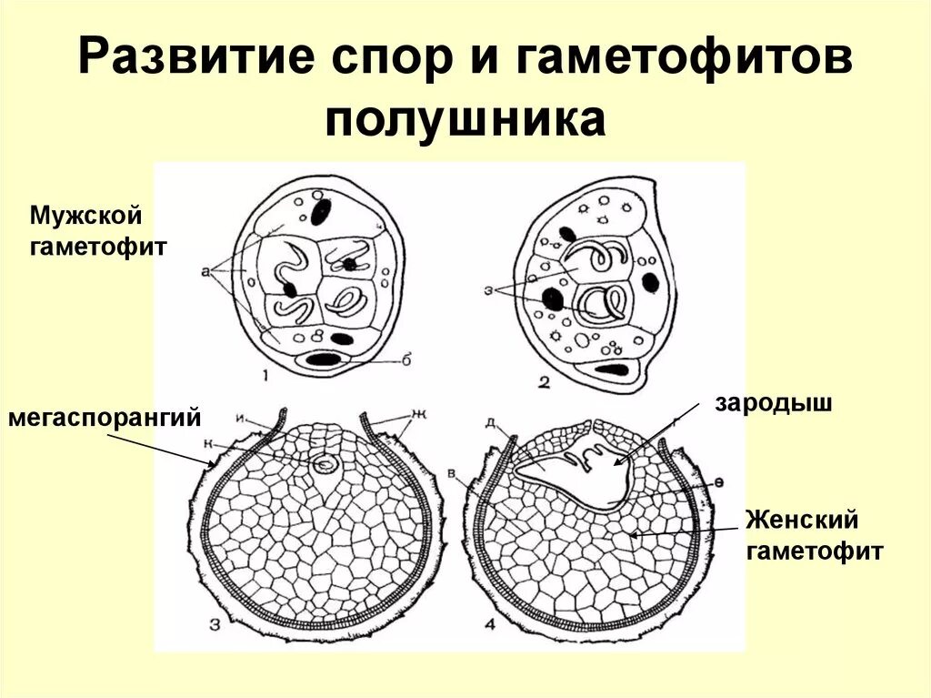 Жизненный цикл полушника Озерного. Мужской гаметофит. Мужской и женский гаметофит. Развитие спор. Формирование мужского гаметофита