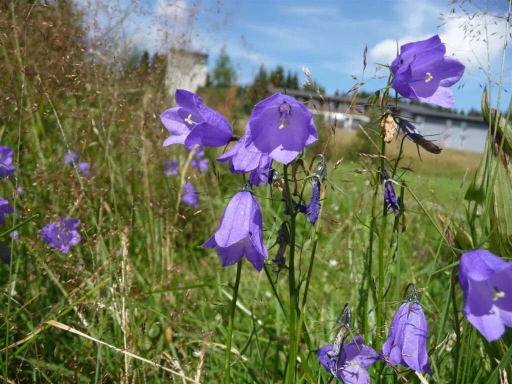 Колокольчик круглолистный Campanula rotundifolia. Колокольчик Биберштейна. Колокольчик Луговой. Колокольчик обыкновенный Campanula rotundifolia.