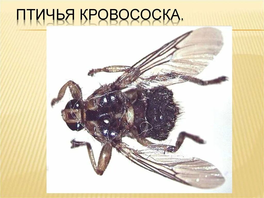 Кровососка кроссворд. Собачья кровососка. Муха оленья кровососка. Кровососка кроссворд. Lipoptena cervi.