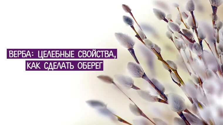 Вербное воскресенье народный календарь. С вербным воскресеньем открытки. Верба btt8283. Верб программа. Куст вербы.