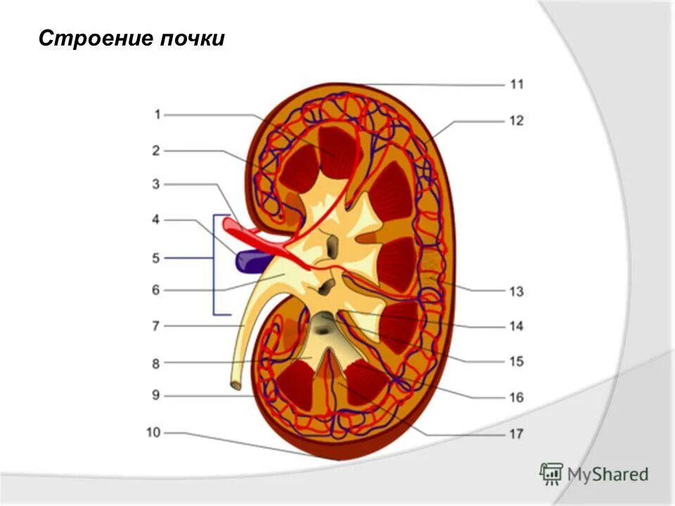 Строение почки животных. Строение почки животных
