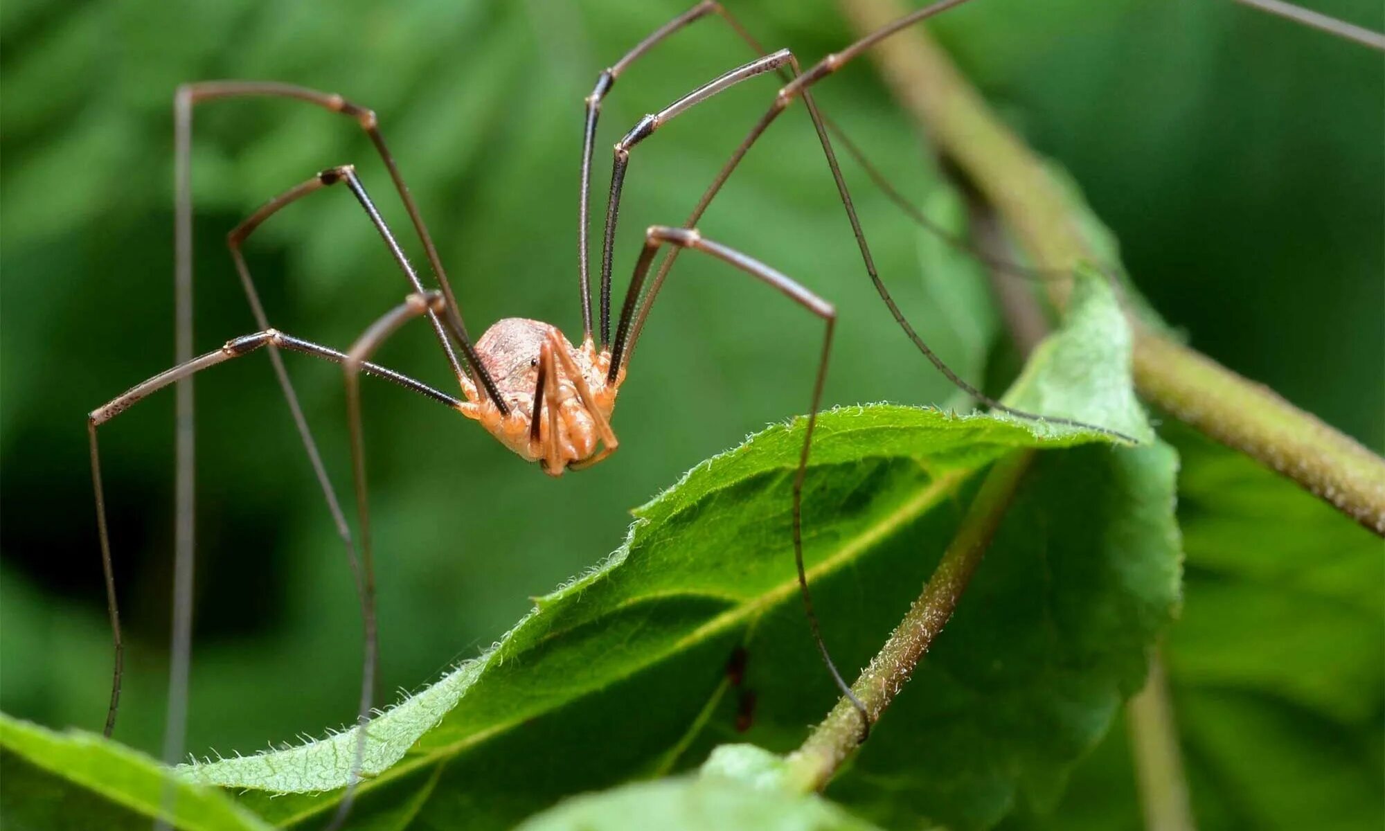 паутина сенокосца