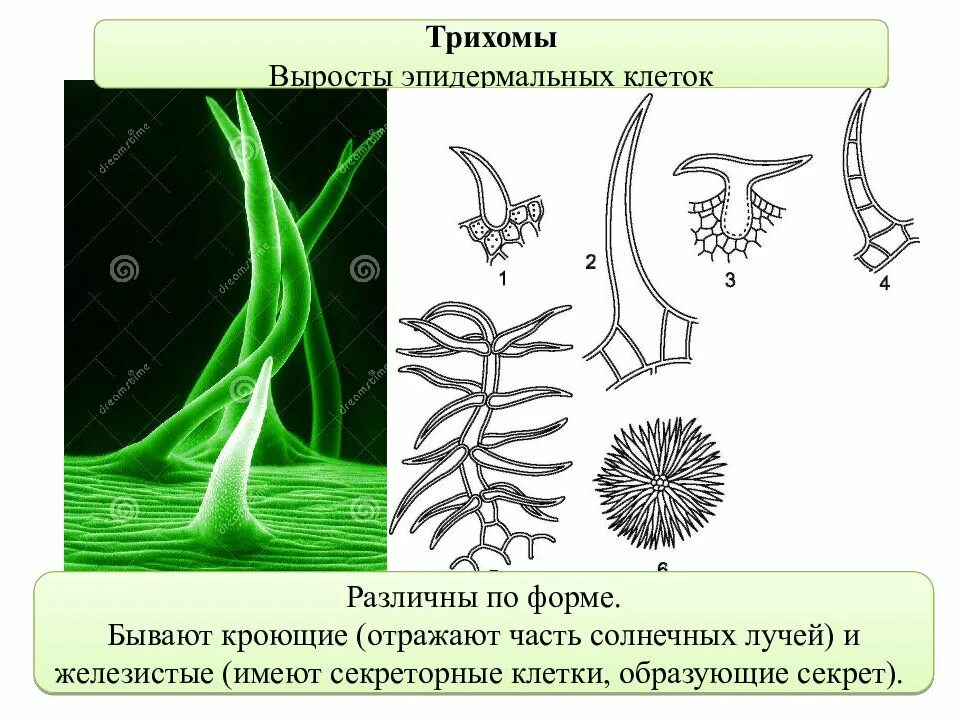 Трихомы у растений. Волоски трихомы. Формы и типы трихом эмергенцы. Трихомы эпидермы.