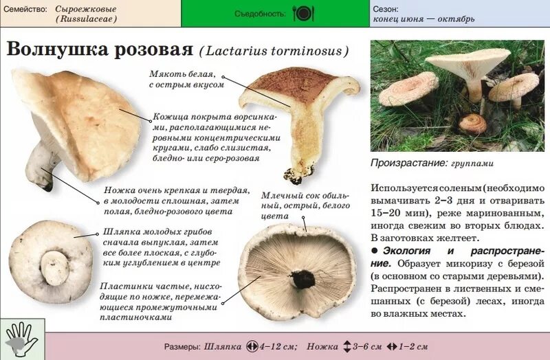 Волнушка розовая (Lactarius torminosus Schaeff) pers.,. Грибы волнушки ложные. Волнушки грибы съедобные и ложные. Грибы семейства волнушек.