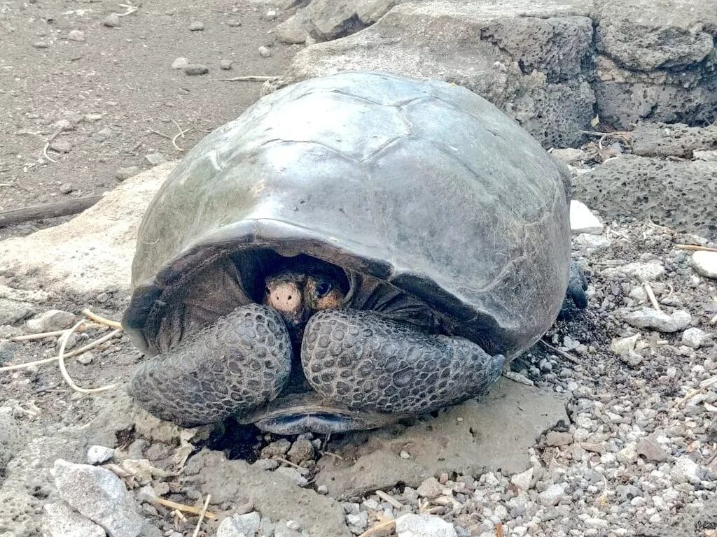 Где ищут черепаху