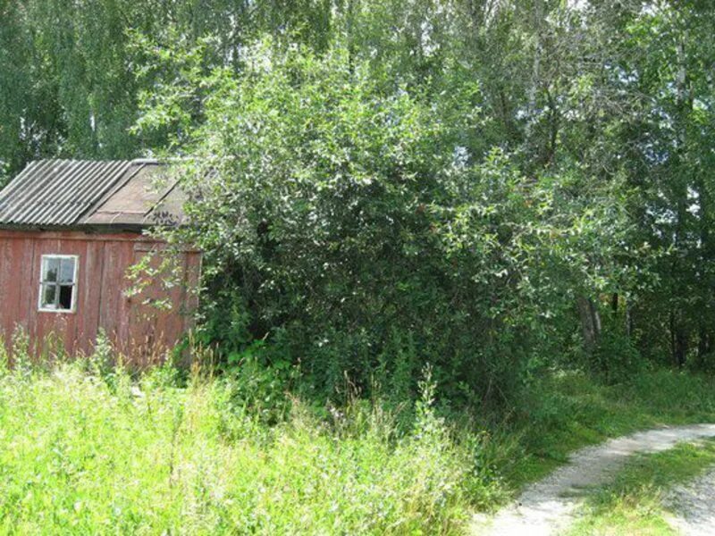 Снт 12 ясногорск. Тульская обл ясногорск снт 8. Дача в ясногорске. Снт машиностроитель 24 ясногорск. Снт ясногорский.