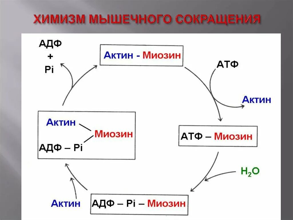 Схема энергетического обеспечения мышечного сокращения. Энергетическое обеспечение мышечного сокращения биохимия схема. Энергетика мышечного сокращения схема. Химизм мышечного сокращения.