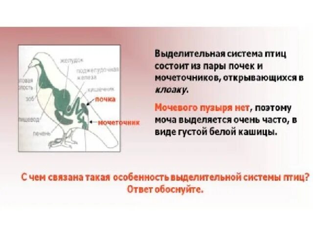 Выделительная система птиц. Выделительная система пт ц. Органы выделительной системы птиц. Строение выделительной системы птиц.