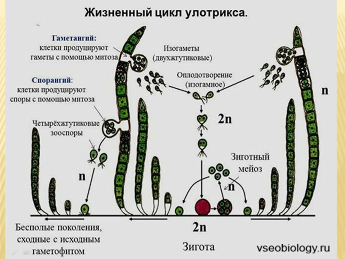 Улотрикс цикл размножения. Размножение водорослей схема улотрикс. Цикл развития улотрикса схема. Жизненный цикл улотрикса схема.