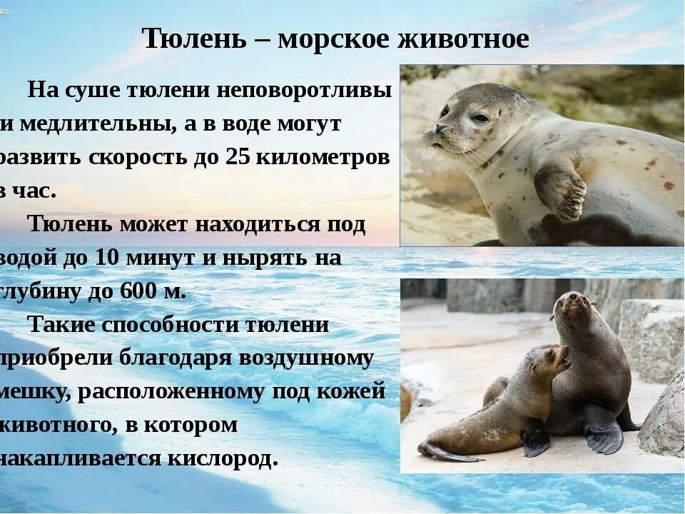 Значение выделенного слова ластоногих