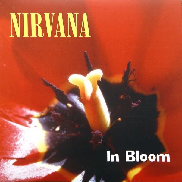 Курт кобейн в клипе ин блум. In bloom nirvana обложка. In bloom nirvana обложка. In bloom обложка. In bloom обложка.