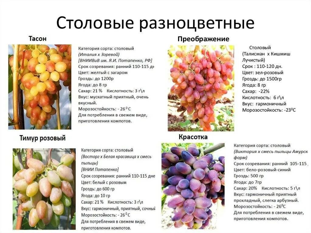 Виноград Арсеньевский Мой Сад
