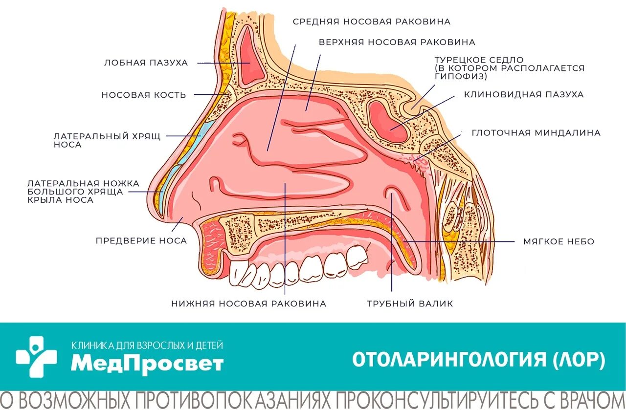 Сухость в носовой полости. Сухость в носу что делать чем лечить. Сильно сушит нос