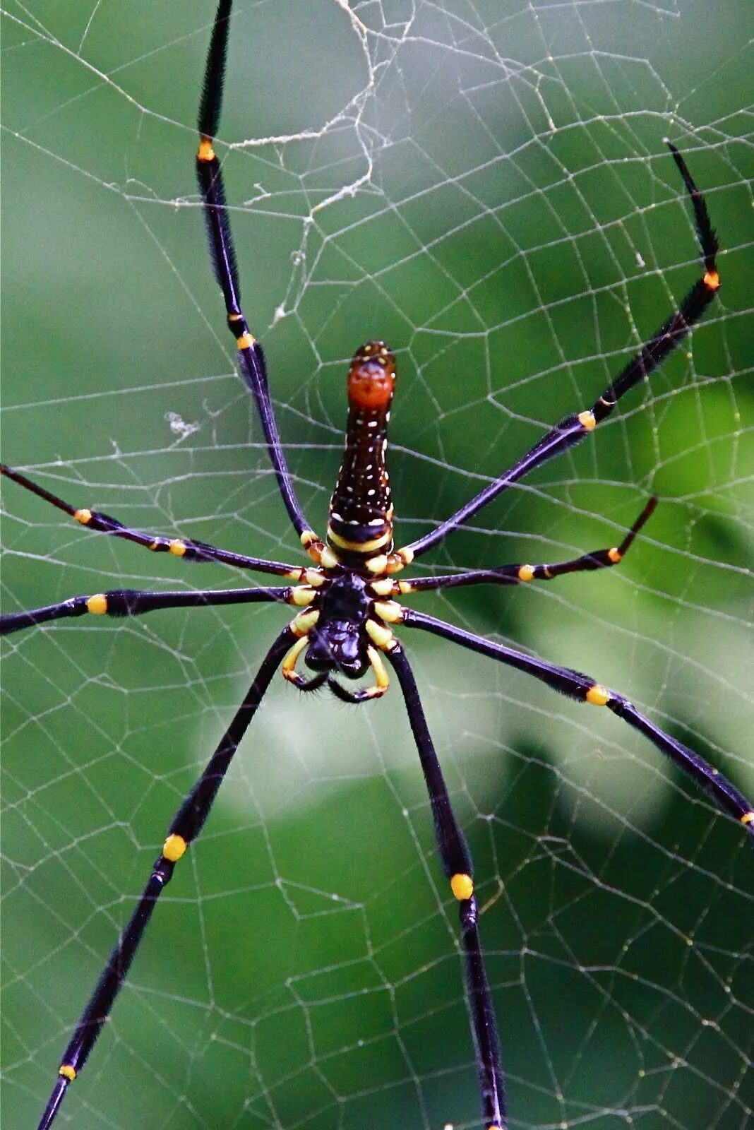 Паук тип. Цербал аравийский паук. паук сиреноголовый паук. golden orb паук. паутина тарантула.