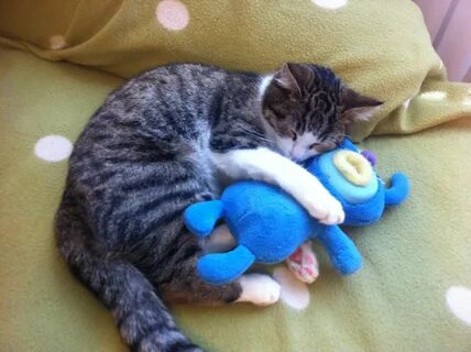 Кота приятнее
