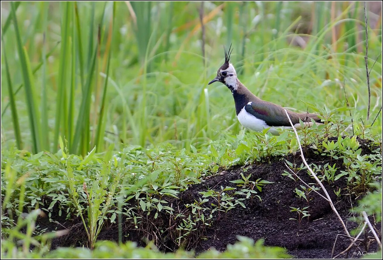 чибис волжский. чибис волжский. чибис vanellus vanellus. чибис пигалица в полете. чибис самец и самка.