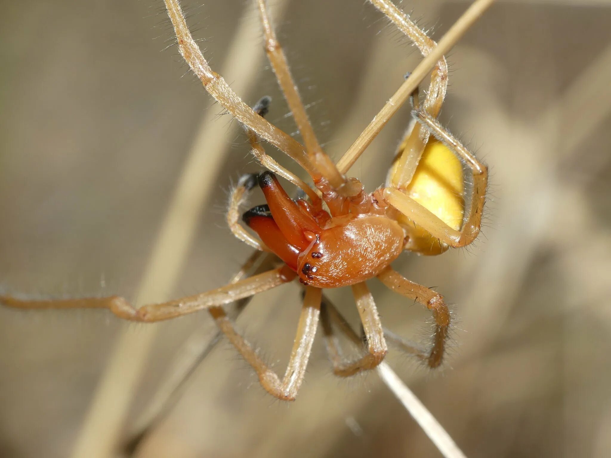 Cheiracanthium punctorium желтосумный колющий паук. Cheiracanthium punctorium желтосумный колющий паук. Cheiracanthium punctorium желтосумный колющий паук. Жёлтый паук мешкопряд. Желтый сак паук фото.