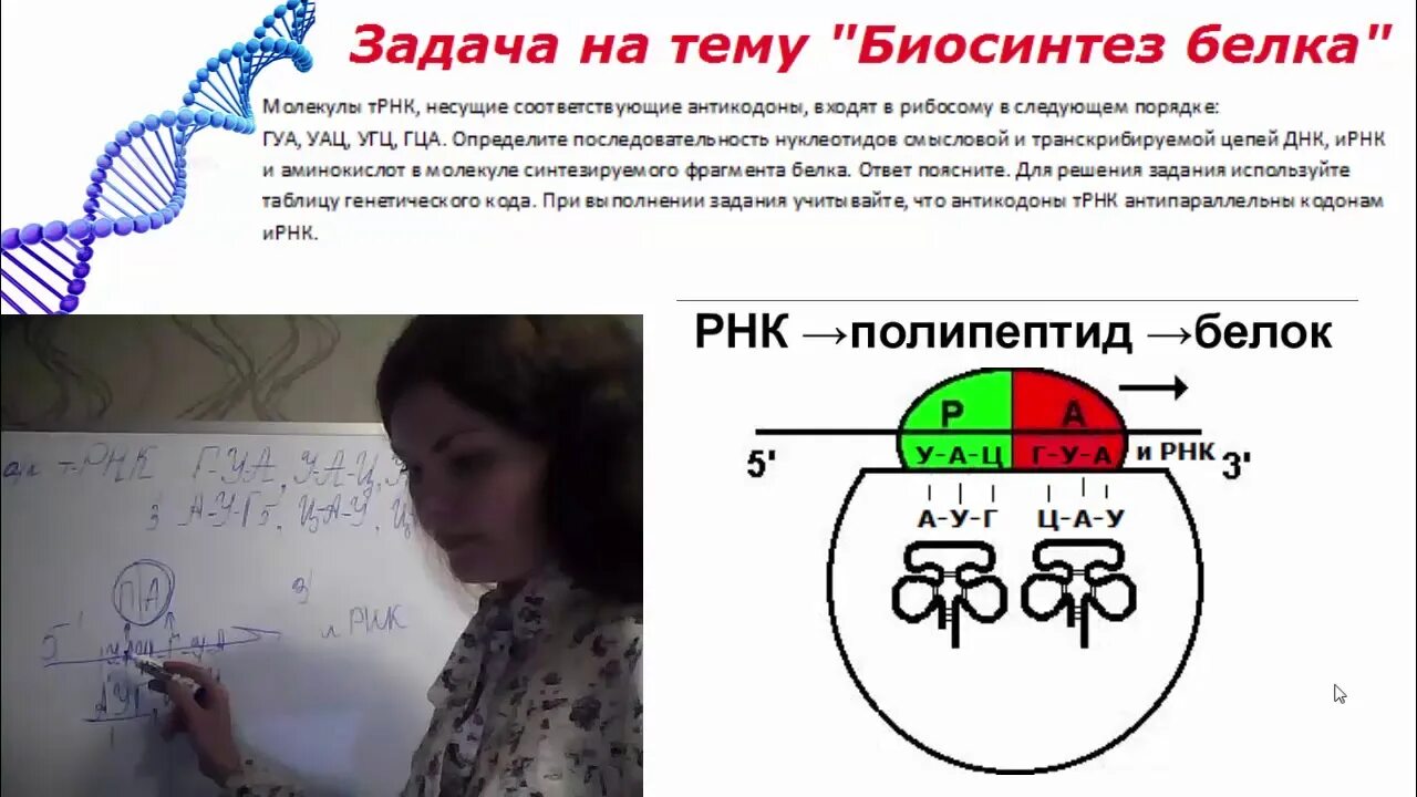 Задачи на белок биология. Биосинтез белка задания. Синтез РНК задача. Задачи ЕГЭ биология. Задачи по биосинтезу белка.