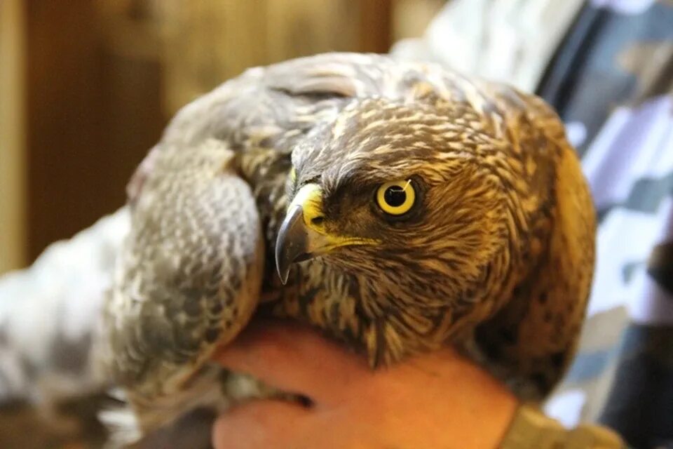 Ястреб тетеревятник в полете. Ястреб царица. Ястребиный взгляд. Коричневая хищная птица. Ястреб крючконос птица.