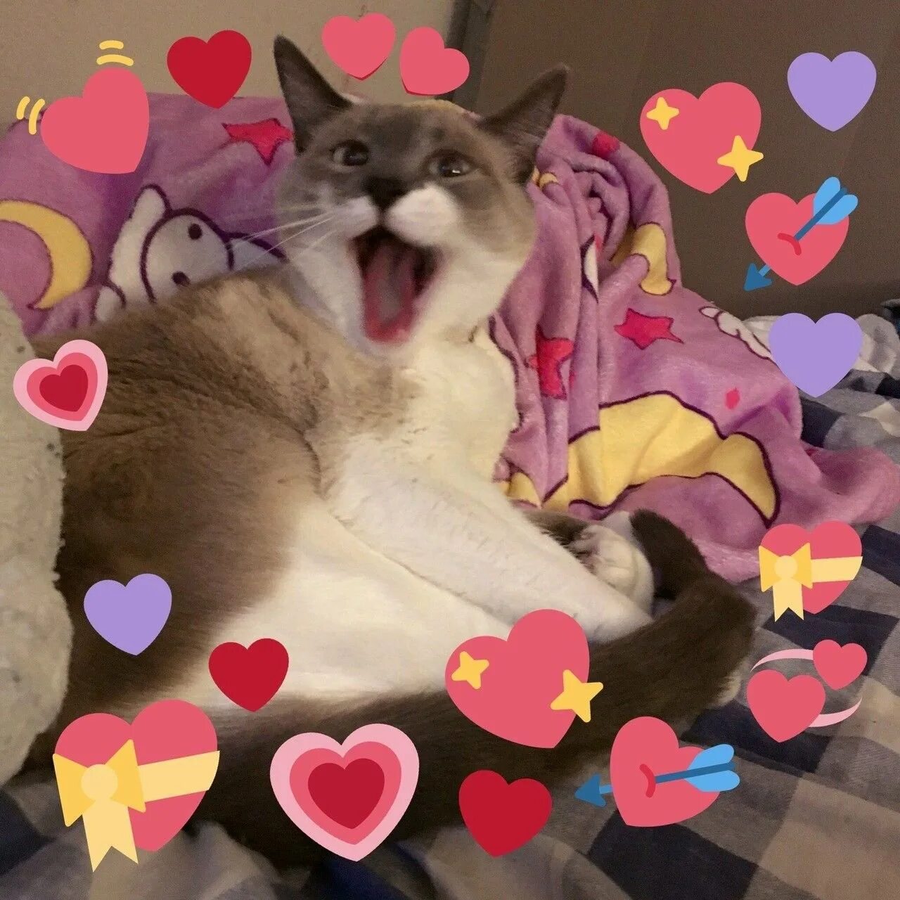 Коты с настоящими сердцами. Кот с сердечками. Сердце из котиков. Кот показывает сердечко. Котик с сердцем.