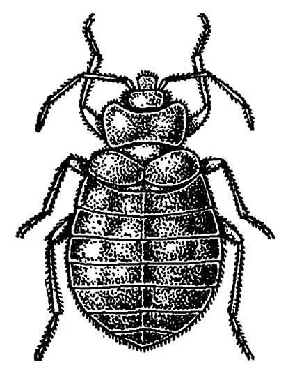 Постельный клоп рисунок. Постельный клоп (cimex hemipterus). Внешнее строение постельного клопа. Стадии развития личинки клопа. Внешнее строение постельного клопа.