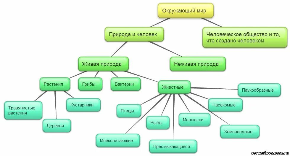 Что такое живые данные. Окружающий мир схема. Кластер по окружающему миру. Кластер природа.