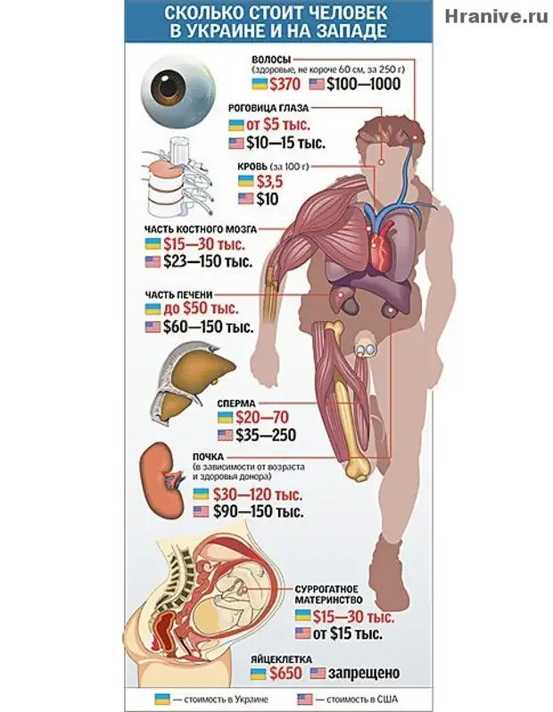 За сколько продают людей. Сколько стоит почка человека в России. Колько сточт органы человека. Сколько стоят органы человека. Сколько мтоят органы человек.