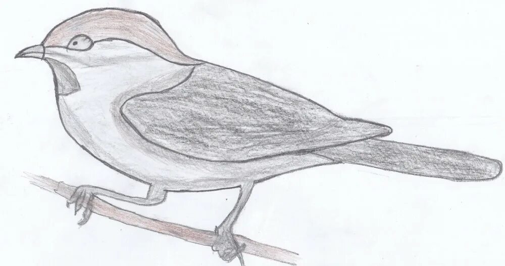 Птица рисунок. Птицы для срисовки. Рисование птиц карандашом. Птица рисунок легкий. Рисунок птиц карандашом легкие