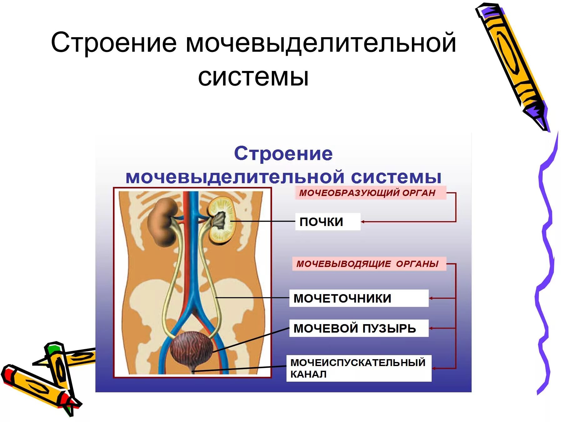 Строение выделительной системы анатомия. Органы выделительной системы человека таблица. Строение выделительной системы 8 класс биология. Выделительная система анатомия таблица.