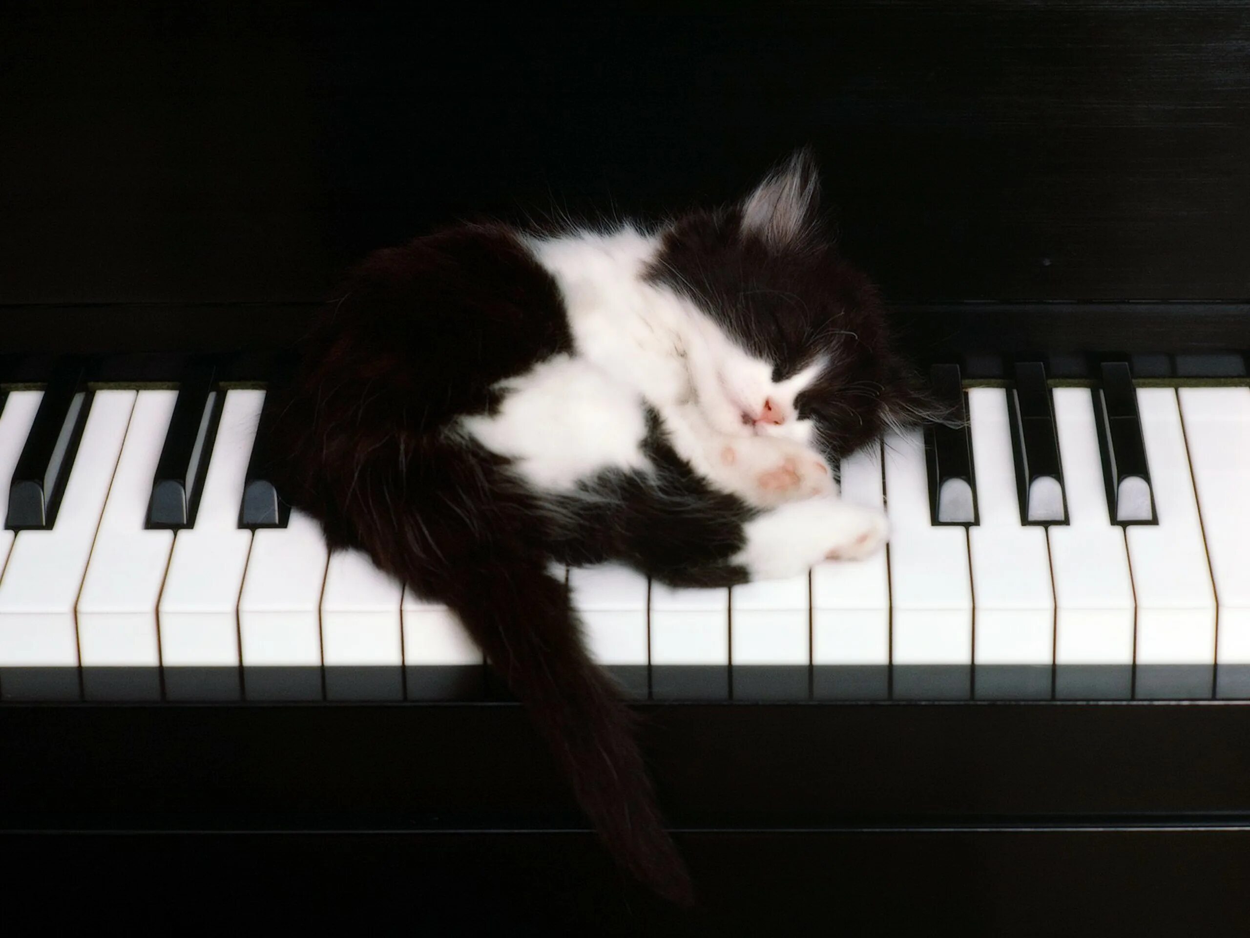 Песни спать пора слушать. Кот на пианино. Котьна пианино. Кошка на пианино. Пианино «котёнок».