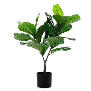 Plant z