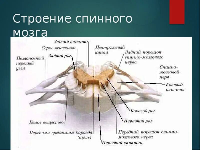 Строение спинного мозга. Схема поперечного строения спинного мозга. Спинной мозг части спинного мозга. Спинной мозг 8 класс биология.